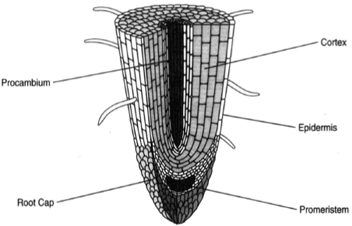 Longitudinal section of a root tip.