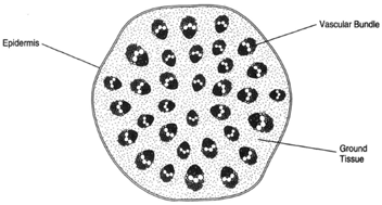 Cross section of a monocot stem