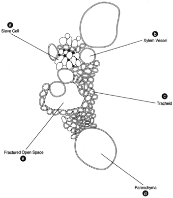 Much enlarged portion of a monocot vascular bundle. (a) Sieve cell. (b) Xylem vessel. (c) Tracheid. (d) Parenchyma. (e) Fractured open space.