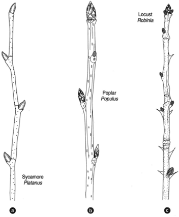 (a) Stem of the sycamore, Platanus. The buds are enclosed n the dilated bases of petioles. (b) Stem of the poplar, Populus. The scaly buds shown here are frequently covered with a resinous varnish. (c) Stem of the locust tree, Robinia. It exhibits spinous stipules, which are paired appendages occurring at the bases of leaves. Bud characteristics are of frequent value in taxonomic work.