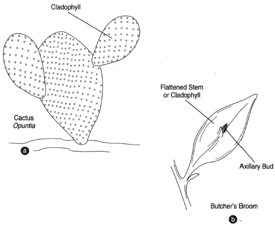 (a) The cactus Opuntia, bearing cladophylls. (b) Butcher’s broom. The flattened, leaflike structure is a modified stem called a cladophyll. Cladophylls are stems that assume the properties and functions of leaves