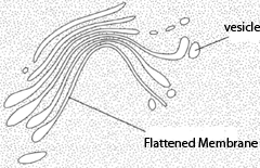 Golgi bodies: flattened