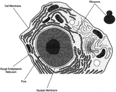 Greatly magnified cell showing the endoplasmic reticulum (ER): nuclear membrane, ribosome, rough endoplasmicreticulum, and cell membrane.