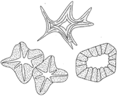 Sclereids (stone cells)