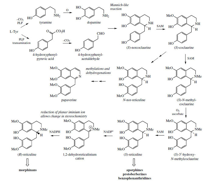 2 4 5-Trihydroxy Phenethylamine Diet