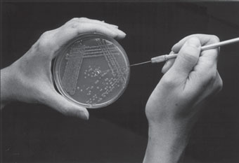 Selecting an isolated bacterial colony from a plate culture surface. The plate has been streaked so that single colonies have grown in well-separated positions and can easily be picked up.