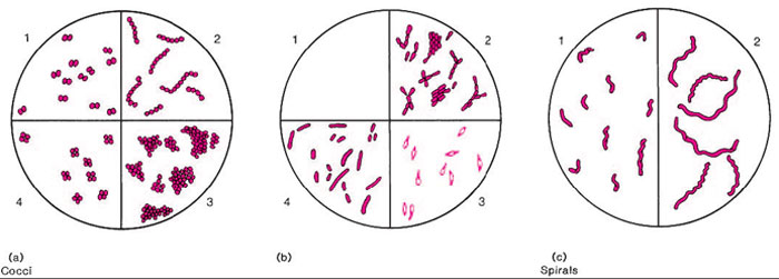 Basic shapes and arrangements of bacteria. (a) Cocci. 1. Diplococci (pairs); 2. Streptococci (chains);