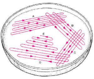 Diagram of plate streaking technique. The goal is to thin the numbers of bacteria growing in each successive area of the plate as it is rotated and streaked so that isolated colonies will appear in sections D and E.