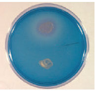 DNase test. When a plate containing DNA is flooded with toluidine blue, the colony of deoxyribonuclease-producing organisms (top) and the surrounding area of hydrolyzed DNA become pink.