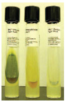 Phenylalanine deaminase (PDase) test. The PDase-producing Providencia stuartii (left) hydrolyzes phenylalanine in the culture medium. After ferric chloride is added to the slant, the green positive reaction appears. In the middle is the PDasenegative Escherichia coli; the tube on the right is uninoculated.