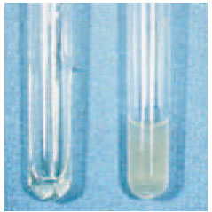 Coagulase test. The tube of plasma on the right was inoculated with Staphylococcus aureus. A solid clot has formed in this tube in comparison to the still liquid plasma in the uninoculated tube on the left.
