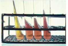 Phenol red agar slants containing glucose, maltose, sucrose, and fructose inoculated with oxidasepositive, gram-negative diplococci. Only the first tube (glucose) shows a positive reaction, indicating the organism is Neisseria gonorrhoeae.