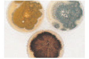 Colonies of three Aspergillus species. Some molds may be recognized by the color of their spores (conidia). Clockwise from left: A. flavus (yellow), A. fumigatus (smoky gray-green), A. niger (black).