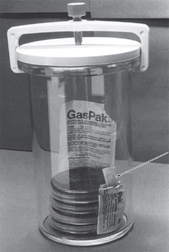 A GasPak jar (BD Bioscience) for cultures to be incubated anaerobically. In this model, the tight-fitting lid contains a catalyst. The large foil envelope has been opened to receive 10 ml of water delivered by a pipette. With the lid clamped in place, hydrogen generated from substances in the large envelope combines with oxygen in the jar’s atmosphere. This combination is mediated by the catalyst and forms water, which condenses on the sides of the jar. Carbon dioxide is also given off by the substances within the large envelope, contributing to the support of