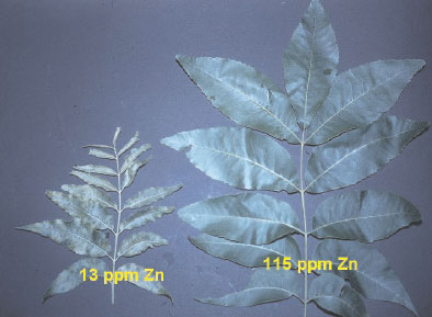 Zinc-deficient pecan (Carya illinoinensis K. Koch) leaves (left) can contain less than 30mg Zn per kg compared to over 80 mg Zn per kg Zn in healthy leaves (right). The zinc-deficient leaves have small crinkled leaves that are mottled with yellow. Healthy zinc-sufficient leaves are dark green. Actual zinc concentration of each leaf is shown in the photograph