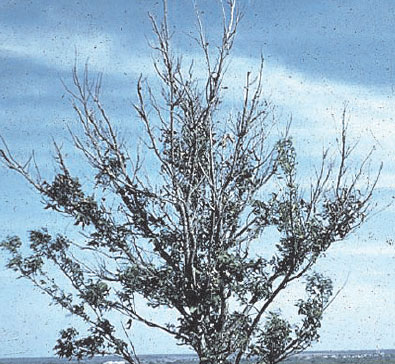 If the rosetted pecan (Carya illinoinensis K. Koch) trees are not treated, the terminals die followed by death of the entire tree. Dieback can occur on young or old trees
