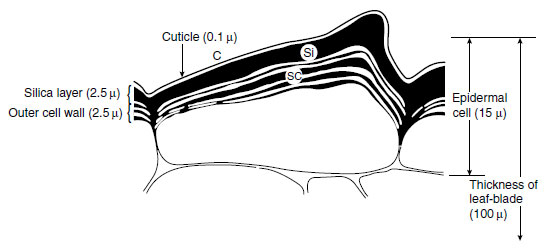 Schematic representation of the rice (Oryza sativa L.) leaf epidermal cell