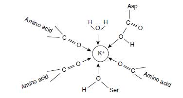 Potassium complexed by organic molecules of which the oxygen atoms are orientated to thepositive charge of K+