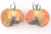 Cross section of fruit of tomato (Lycopersicon esculentum Mill. cv Jack Hawkin) showing advanced symptoms of BER.