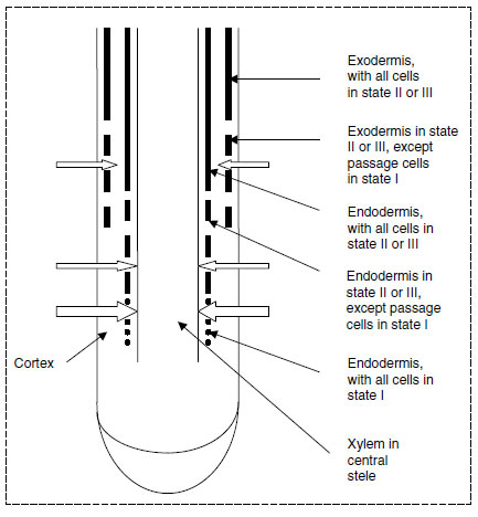 Diagrammatic representation of longitudinal section of root, showing development of endodermis and exodermis, and points of entry of calcium