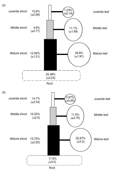 Distribution of calcium (a) and distribution of dry mass (b) in Capsicum annuum cv Bendigo plants grown for 63 days in nutrient solution