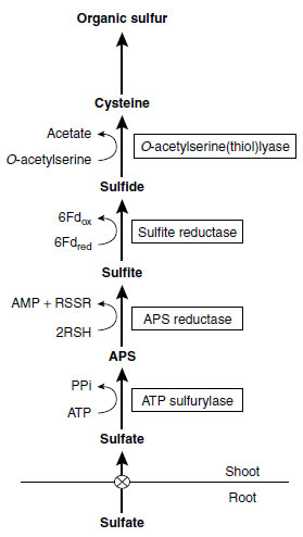 Sulfate reduction and assimilation in plants