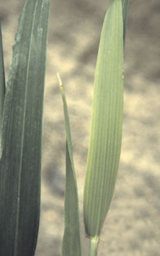 Macroscopic sulfur deficiency symptoms of winter wheat (Triticum aestivum L.) at stem extension
