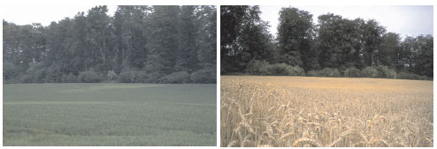 Chlorotic patches in a field (left) and resultant effects on mature plants (right), indicating severe sulfur deficiency symptoms in relation to soil characteristics.