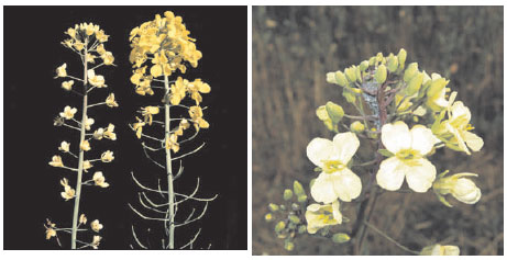 White flowering (left) and morphological changes of petals (right) of sulfur-deficient oilseed rape (Brassica napus L.)