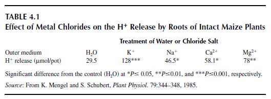 Effect of Metal Chlorides on the H Release by Roots of Intact Maize Plants