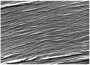 FIGURE 6.2 Freeze fracture image of cellulose microfibrils in the secondary wall of a developing cotton fiber. (Unpublished image from R. Malcolm Brown, Jr. and Kazuo Okuda.)