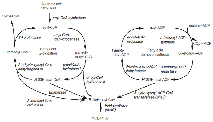 FIGURE 8.6 Pathways for MCL-PHA synthesis. Synthesis of MCL-PHA in bacteria can be accomplished either through the use of intermediates of the fatty acid β-oxidation cycle (left) or of the de novo fatty acid biosynthetic pathway (right).