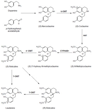 FIGURE 10.6 Schematic representation of the biosynthetic pathway leading from dopamine and p-hydroxyphenylacetaldehyde to laudanine. 6-<i>omt</i>, (R,S)-norcoclaurine 6-O-methyltransferase; NMT, (R,S)-coclaurine, N-methyltransferase; <i>cyp80b</i>1, (S)-N-methylcoclaurine 3'-hydroxylase; 4'-<i>omt</i>, (R,S)-3'-hydroxy-N-methylcoclaurine 4'-O-methyltransferase; 7-<i>omt</i>, (R,S)-reticuline 7-O-methyltransferase.