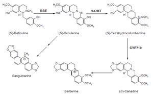 FIGURE 10.8 Schematic representation of the biosynthetic pathway leading from (S)-reticuline to sanguinarine and berberine. <i>bbe</i>, berberine bridge enzyme; 9-<i>omt</i>, (S)-scoulerine 9-O-methyltransferase; CYP719, (S)-canadine synthase.