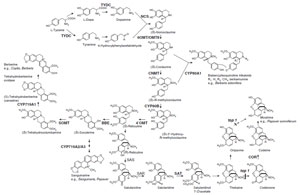 FIGURE 11.2 Biosynthetic pathways to various isoquinoline alkaloids. Unbroken arrows indicate single enzymatic conversions and broken arrows indicate multiple enzymatic steps. Enzymes for which the corresponding genes have been cloned are indicated in bold. TYDC, tyrosine/dopa decarboxylase; NCS, norcoclaurine synthase; 6OMT, norcoclaurine 6-O-methyltransferase; CNMT, coclaurine N-methyltransferase; CYP80B1, N-methylcoclaurine 3'-hydroxylase; 4'OMT, 3' hydroxy N-methylcoclaurine 4'-O-methyltransferase; BBE, berberine bridge enzyme; CYP719A1, canadine synthase (methylenedioxy bridge-forming enzyme); SOMT, scoulerine 9-O-methyltransferase; SAS, salutaridine synthase; SAR, salutaridine reductase; SAT, acetylcoenzyme A:salutaridinol-7-O-acetyltransferase; COR, codeinone reductase; CYP80A1, berbamunine synthase.