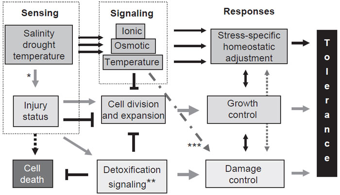 FIGURE 12.3 Processes and mechanisms connecting abiotic stresses, injury, defense, and tolerance. Reactions to various abiotic stresses are seen as an integrated network of sensing, signaling, and downstream response pathways. Reactions are elicited that are stress factor specific. General responses are those that originate from the perception of metabolic imbalance and/or cellular injury. This leads to altered regulation of sets of genes that overlap several environmental stress conditions. Repression of cell cycle, growth, and development is seen as a consequence of additional hormone-regulated pathways (modified) (Bohnert and Bressan, 2001; Zhu, 2001). *Protein unfolding, membrane leakage, water/ion imbalance, ROS production. **General pathway distinct from the stress in functional categories of genes that are affected, and are not specific for a particular stress. Different stresses can elicit distinct isoforms (orthologues and paralogues) of genes in the same functional categories. ***Overlapping pathways that link specific stresses with individual genes that may be coregulated, or hyperregulated, by the specific condition and the general response.