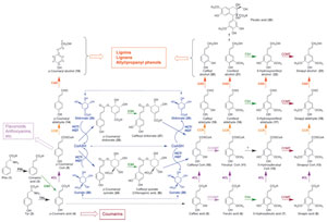 FIGURE 13.1 Current view of the phenylpropanoid pathway. 4CL, hydroxycinnamoyl CoA ligases; C3H, p-coumarate 3-hydroxylase; C4H, cinnamate 4-hydroxylase; CAD, cinnamyl alcohol dehydrogenases; CCOMT, hydroxycinnamoyl CoA O-methyltransferases; CCR, cinnamoyl CoA oxidoreductases; COMT, caffeic acid O-methyltransferase; F5H, ferulate 5-hydroxylase; HCT/HQT, hydroxycinnamoyl shikimate/quinate transferase; PAL, phenylalanine ammonia lyase; TAL, tyrosine ammonia lyase. (See Page 22 in Color Section.)