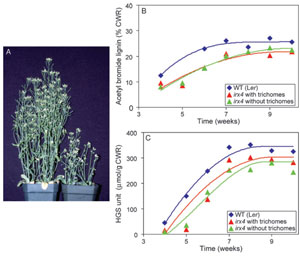 FIGURE 13.6 Effects of mutating CCR in Arabidopsis thaliana. (A) Phenotypical differences between wild type (Ler, left) and irx4 mutant (right) plants. (B) Plot of acetyl bromide lignin determinations in stems at various stages of <em>A. thaliana</em> growth and development. (C) Estimations of H, G, and S monomer amounts released during thioacidolysis of wild type and irx4 extractive-free stem tissues. Source: Redrawn from Patten et al. (2005). (See Page 25 in Color Section.)