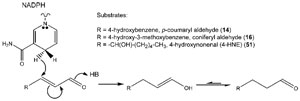FIGURE 13.13 Possible enzymatic mechanism for AtDBR-mediated conversion of p-coumaryl (14) and coniferyl (16) aldehydes and 4-HNE (51) into their corresponding dihydroaldehyde derivatives. Source: Redrawn from Youn et al. (2006b).