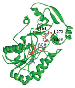 FIGURE 13.18 Schematic representation of the crystal structure of TpPLR1 with NADPH and (-)-pinoresinol (58). Source: Reprinted from Min et al. (2003). (See Page 27 in Color Section.)