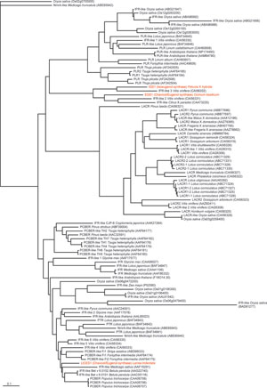 FIGURE 13.19 Currently annotated phylogenetic analysis of several PI p-reductase homologues from different plant species, with relevant homologues in basil (ObEGS1), petunia (PhIGS1), and creosote bush (LtCES1) highlighted. IFR, isoflavone reductase; LACR, leucoanthocyanidin reductase; NmrA, nitrogen metabolite repression regulator; PCBER, phenylcoumaran-benzylic ether reductase; PLR, pinoresinol-lariciresinol reductase; PTR, pterocarpan reductase. Sequences were obtained from the NCBI database and filtered for <0.75 sequence difference, ClustalW-aligned, and subjected to neighbor-joining phylogenetic analysis using PHYLIP (Felsenstein, 1993). (See Page 28 in Color Section.)
