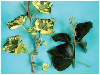 Figure 11.4 Juvenile growth on left, showing adventitious roots and lobed leaf, adult growth on right showing flowers and entire leaf, in ivy (Hedera helix)