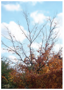 Figure 11.5 Leaf retention in the lower juvenile branches of beech (Fagus sylvatica); compare with the bare adult branches