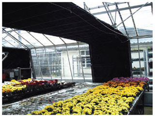 Figure 11.8 Daylength control provided by blackout curtains to control flowering in chrysanthemum.