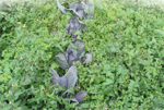 Figure 13.1 Chickweed and sowthistle crowding out cabbages