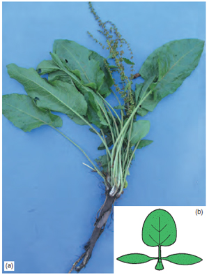 Figure 13.15 Broad-leaved dock showing (a) swollen taproot, (b) seedling