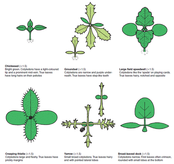 Figure 13.3 Seedlings of common weeds. Notice the difference between cotyledons and true leaves. (Reproduced by permission of Blackwell Scientific Publications)