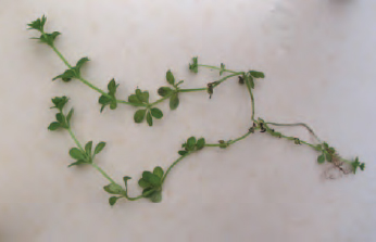 Figure 13.4 Young cleavers . Seeds on older plants stick to the fur of animals