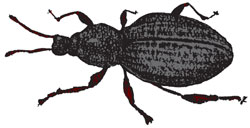 Figure 14.19 Vine weevil adult-9 mm in length