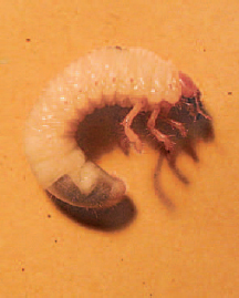 Figure 14.20 Chafer grub -2 cm in length